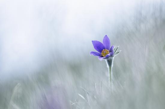 Douceur de printemps