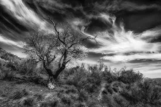 La danse de l arbre