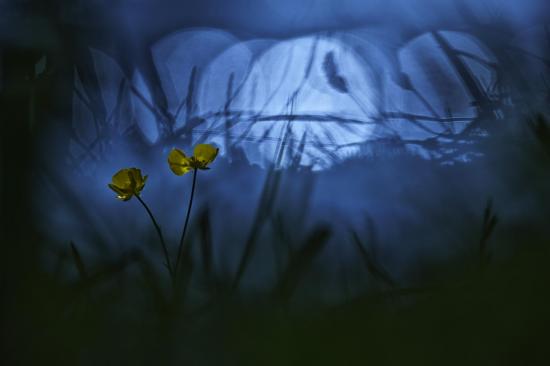 Nature de l or au clair de lune