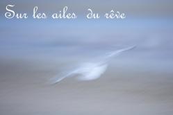 Sur les ailes 2